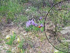 Касатик карликовый 003